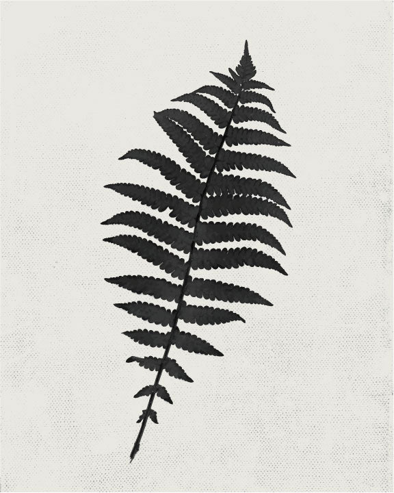 Fern 1 Art Print
