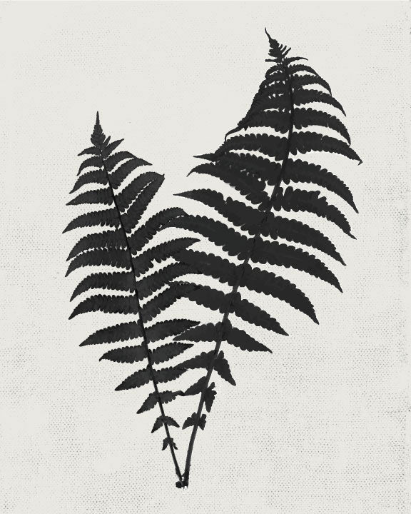 Fern 2 Art Print